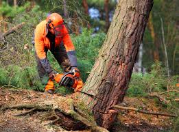 Best Storm Damage Tree Cleanup  in Columbiana, OH