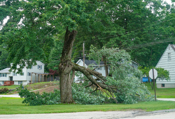 Best Hazardous Tree Removal  in Columbiana, OH