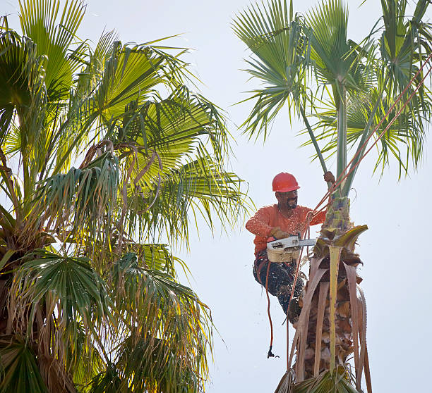 Best Tree Removal  in Columbiana, OH