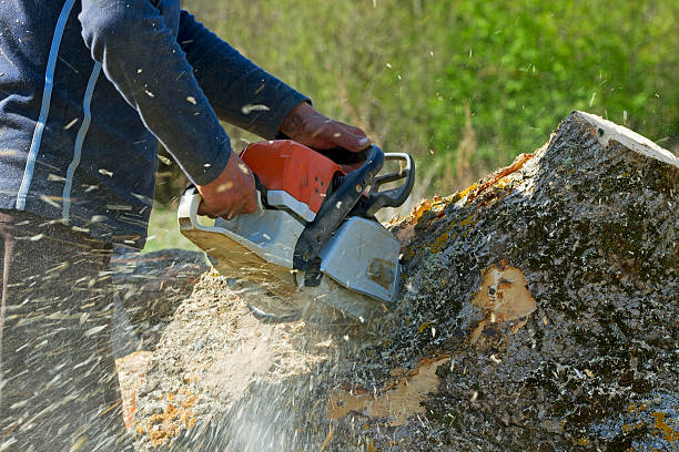 Best Tree and Shrub Care  in Columbiana, OH